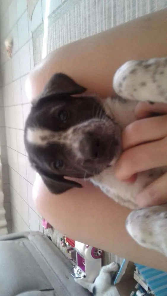 Cachorro ra a Sem rua definida  idade Abaixo de 2 meses nome Sem sem nome 