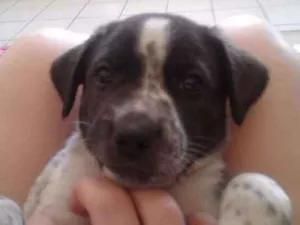 Cachorro raça Sem rua definida  idade Abaixo de 2 meses nome Sem sem nome 