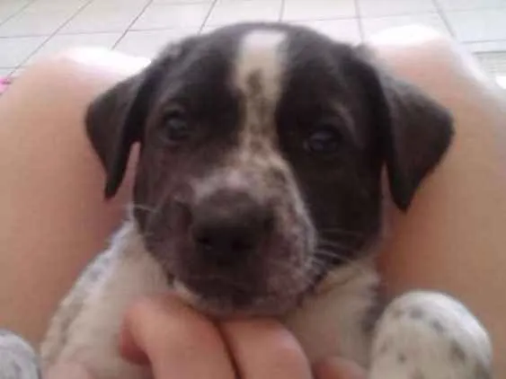 Cachorro ra a Sem rua definida  idade Abaixo de 2 meses nome Sem sem nome 
