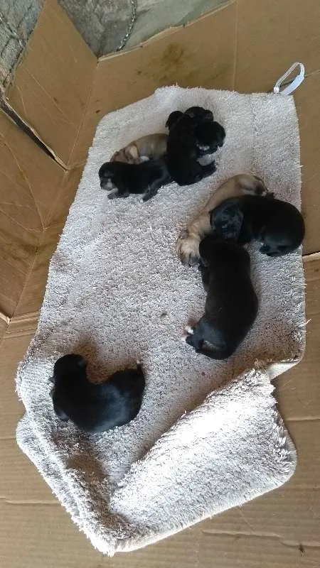 Cachorro ra a mestiço idade Abaixo de 2 meses nome filhotes