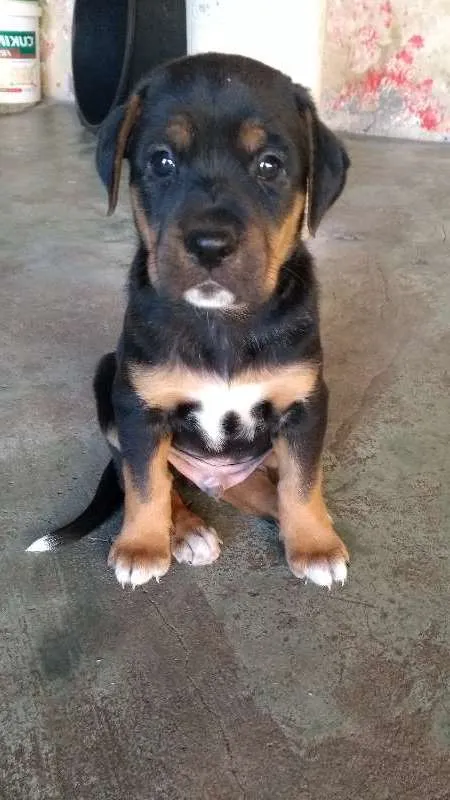 Cachorro ra a mestiço idade Abaixo de 2 meses nome filhotes