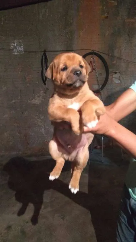 Cachorro ra a mestiço idade Abaixo de 2 meses nome filhotes