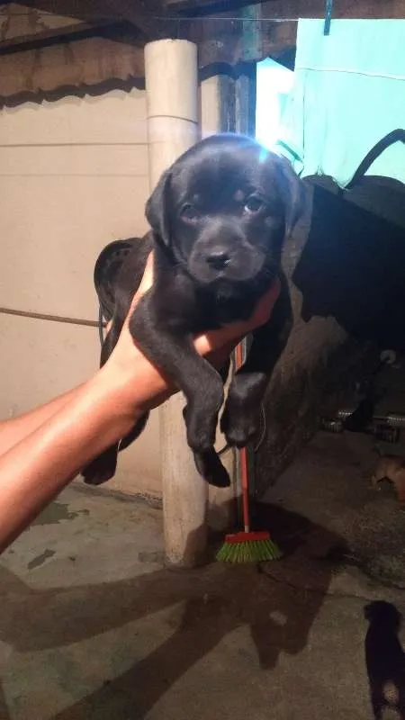 Cachorro ra a mestiço idade Abaixo de 2 meses nome filhotes