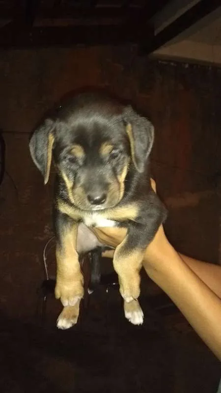 Cachorro ra a mestiço idade Abaixo de 2 meses nome filhotes