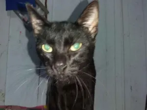 Gato raça  idade 7 a 11 meses nome Tikinho