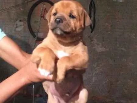 Cachorro ra a mestiço idade Abaixo de 2 meses nome filhotes