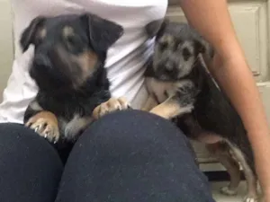 Cachorro raça vira-lata idade 2 a 6 meses nome tico e teca