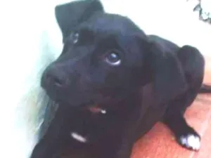 Cachorro raça viralata idade 2 a 6 meses nome Fiona