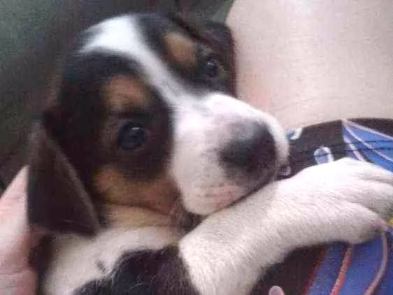 Cachorro ra a Raçã não definida  idade Abaixo de 2 meses nome Sem nome 