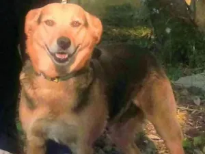 Cachorro raça SRD idade 4 anos nome Diana