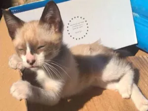 Gato raça SRD idade 2 a 6 meses nome Marie