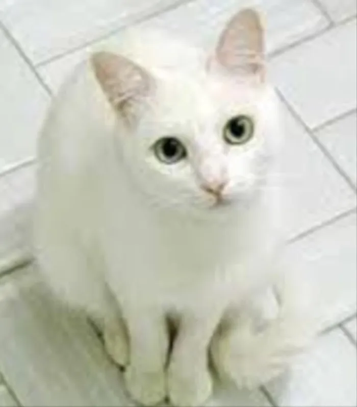 Gato ra a Srd  idade 7 a 11 meses nome Galak