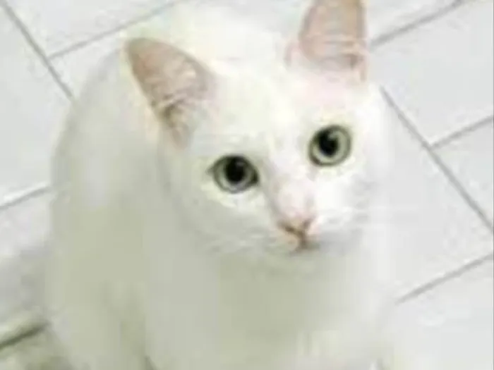 Gato ra a Srd  idade 7 a 11 meses nome Galak