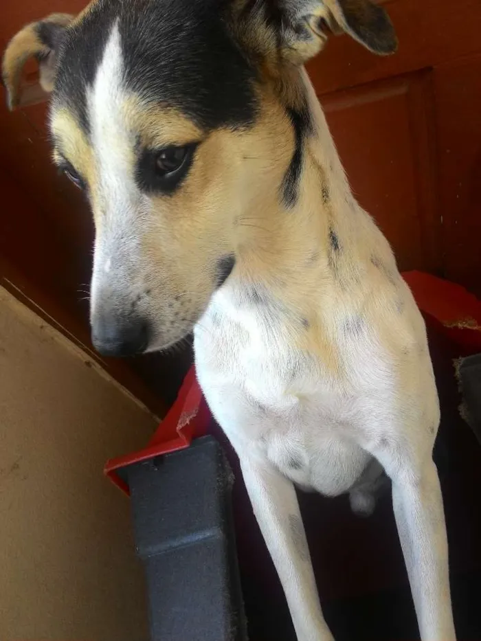 Cachorro ra a Vira-lata  idade 2 anos nome Billy