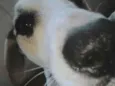 Billy