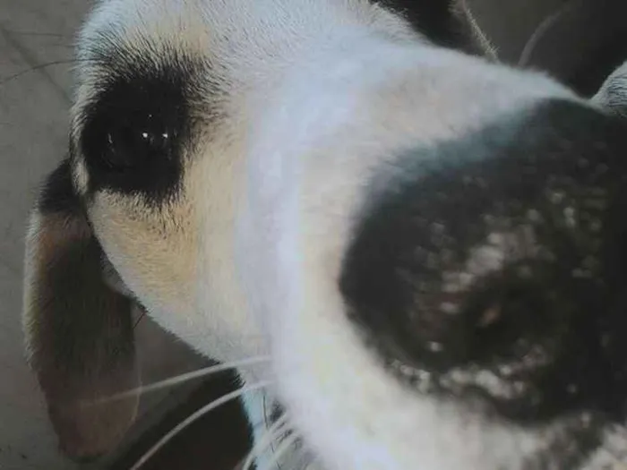 Cachorro ra a Vira-lata  idade 2 anos nome Billy