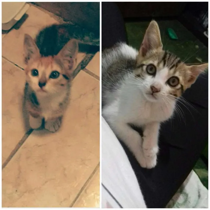 Gato ra a Vira-lata idade 2 a 6 meses nome Lili e lala