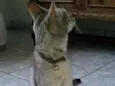 Não sei
