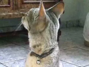 Gato raça Não sei idade 7 a 11 meses nome Não sei