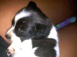 Cachorro raça Vira lata mesturado com outra raça idade 2 a 6 meses nome Marley