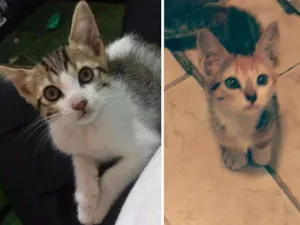 Gato raça Vira-lata idade 2 a 6 meses nome Lili e lala