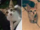 Gato raça Vira-lata idade 2 a 6 meses nome Lili e lala