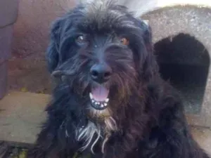 Cachorro raça Vira lata com bodercole idade 4 anos nome Mel