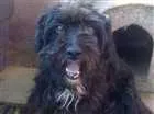 Cachorro raça Vira lata com bodercole idade 4 anos nome Mel
