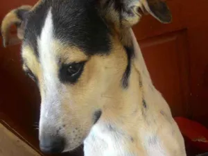 Cachorro raça Vira-lata  idade 2 anos nome Billy