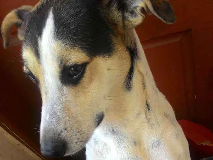 Cachorro ra a Vira-lata  idade 2 anos nome Billy