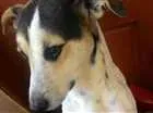 Cachorro raça Vira-lata  idade 2 anos nome Billy