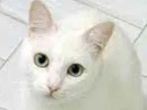 Gato raça Srd  idade 7 a 11 meses nome Galak