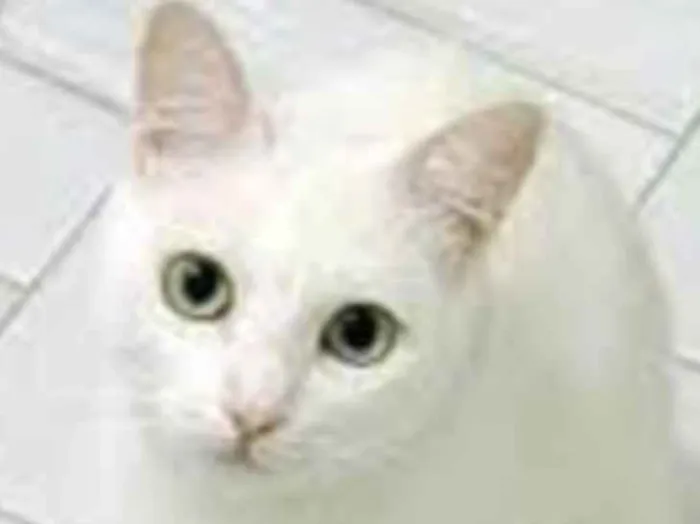 Gato ra a Srd  idade 7 a 11 meses nome Galak