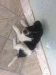 pintadinha