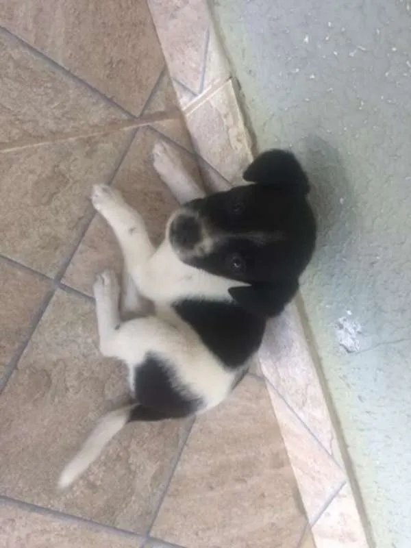 Cachorro ra a vira lata idade 2 a 6 meses nome pintadinha
