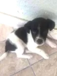 pintadinha