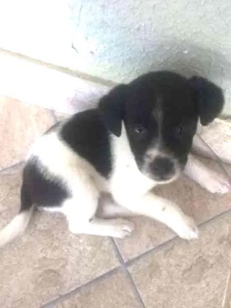 Cachorro ra a vira lata idade 2 a 6 meses nome pintadinha