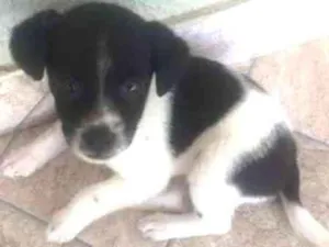 Cachorro raça vira lata idade 2 a 6 meses nome pintadinha