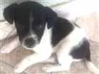 Cachorro raça vira lata idade 2 a 6 meses nome pintadinha