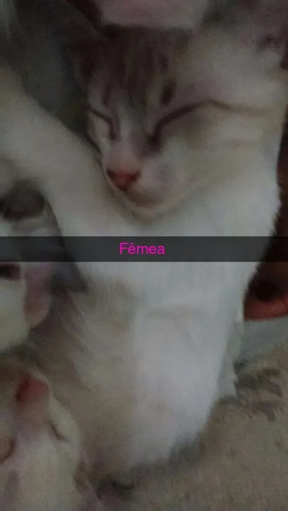 Gato ra a Viralata  idade 2 a 6 meses nome Bebê, nevinha, bingo