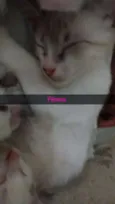 Bebê, nevinha, bingo