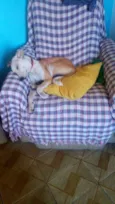 Laika