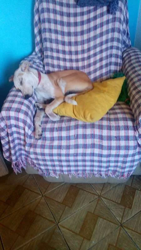 Cachorro raça SRD idade 7 a 11 meses nome Laika