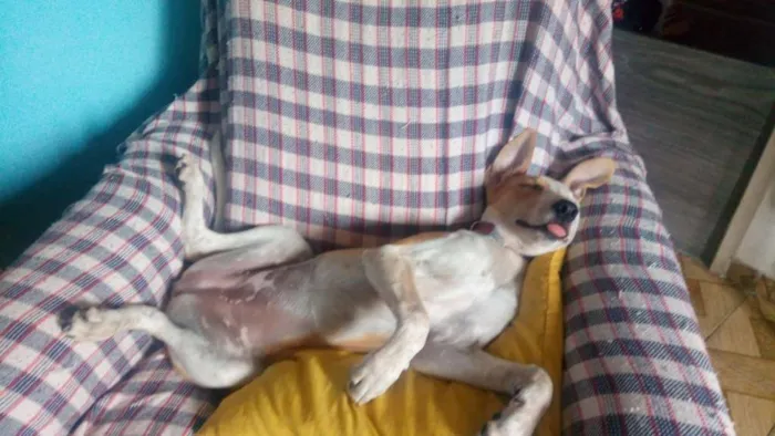 Cachorro raça SRD idade 7 a 11 meses nome Laika