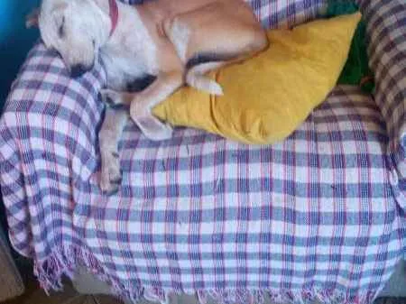 Cachorro raça SRD idade 7 a 11 meses nome Laika