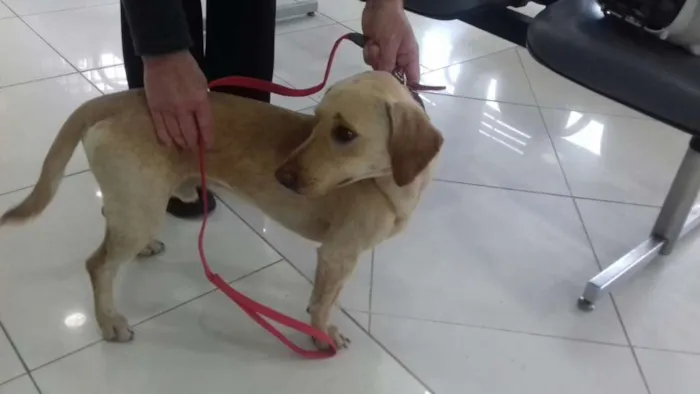 Cachorro ra a mix de basset idade 7 a 11 meses nome Bingo