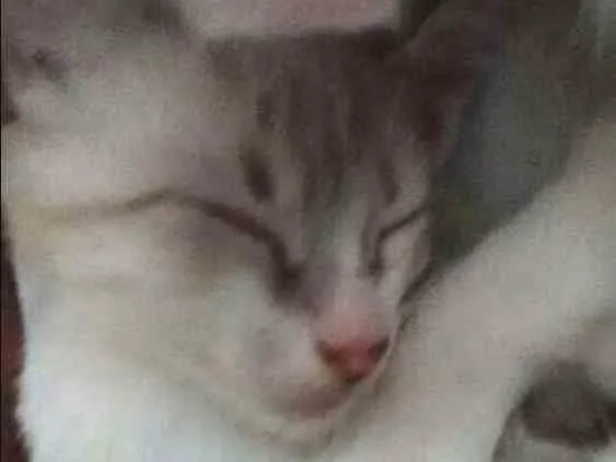 Gato ra a Viralata  idade 2 a 6 meses nome Bebê, nevinha, bingo