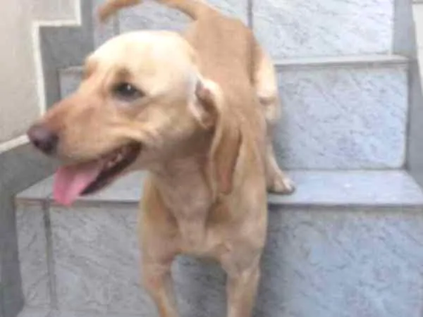 Cachorro ra a mix de basset idade 7 a 11 meses nome Bingo