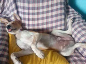Cachorro raça SRD idade 7 a 11 meses nome Laika