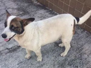 Cachorro raça Vira lata  idade  nome NAO sei o nome 